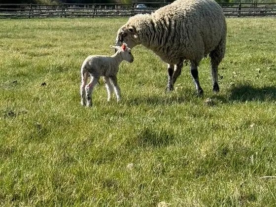 Ewe standing with her lamb on green grass