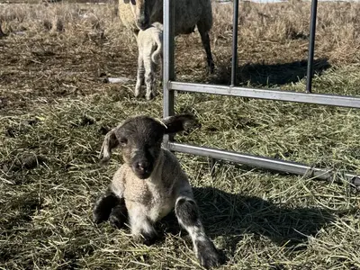 Composite-breed ewe with her lamb in a pen at Flying Sheep Ranch