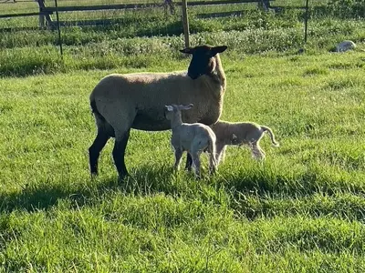 Ewe with two lambs grazing irrigated pasture