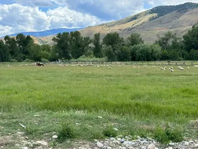Flock of sheep on green pasture below the Beaverhead Mountains near Carmen, Idaho