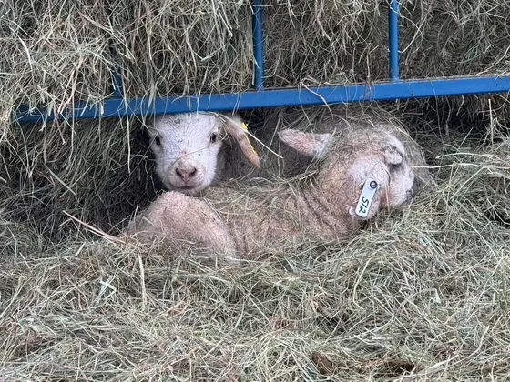 Young lamb resting in the hay