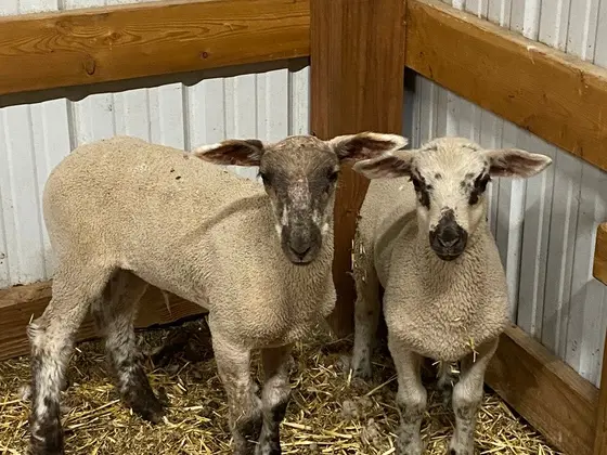 Two composite-breed sheep looking into the camera inside the barn